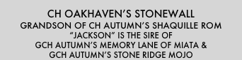 CH oakhaven’s stonewall
Grandson of CH Autumn’s Shaquille roM
“Jackson” is the sire of 
GCH Autumn’s Memory Lane of Miata & 
GCH Autumn’s Stone Ridge MOJO