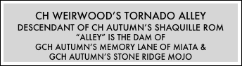 CH Weirwood’s Tornado Alley
Descendant of CH Autumn’s Shaquille roM
“Alley” is the Dam of 
GCh Autumn’s Memory Lane of Miata & 
GCH Autumn’s Stone Ridge MOJO